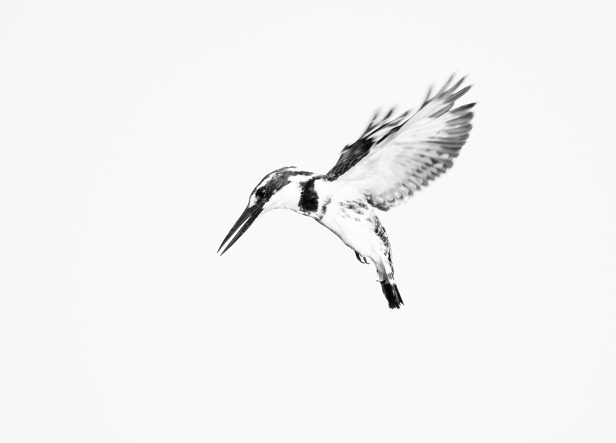 Малый пегий зимородок - ML645173773