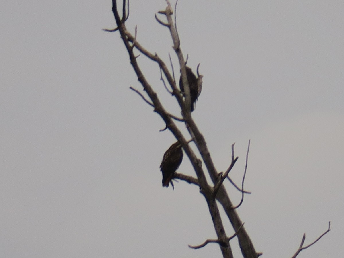 Red-tailed Hawk - ML645173776