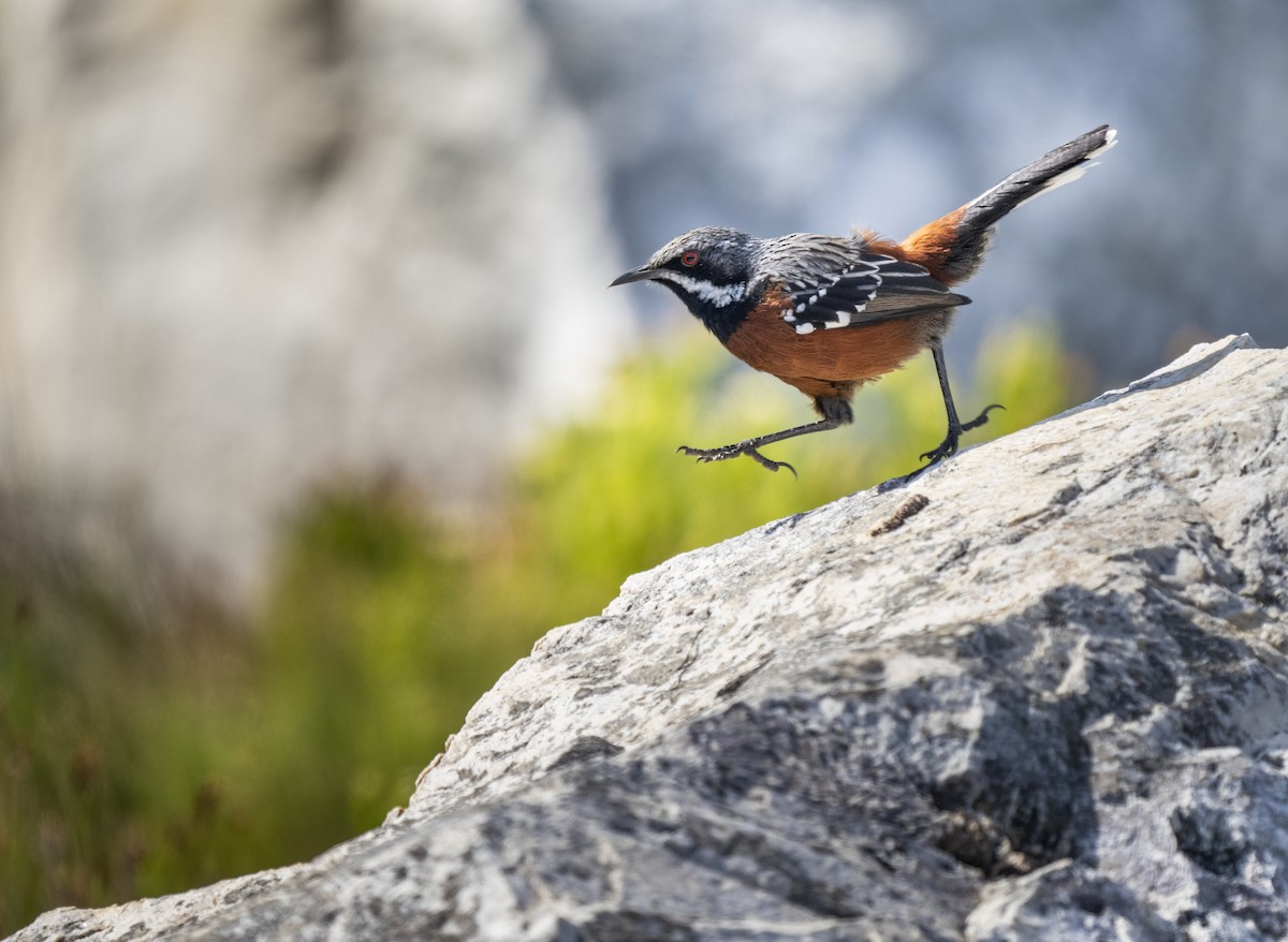 Капский прыгун - ML645173777