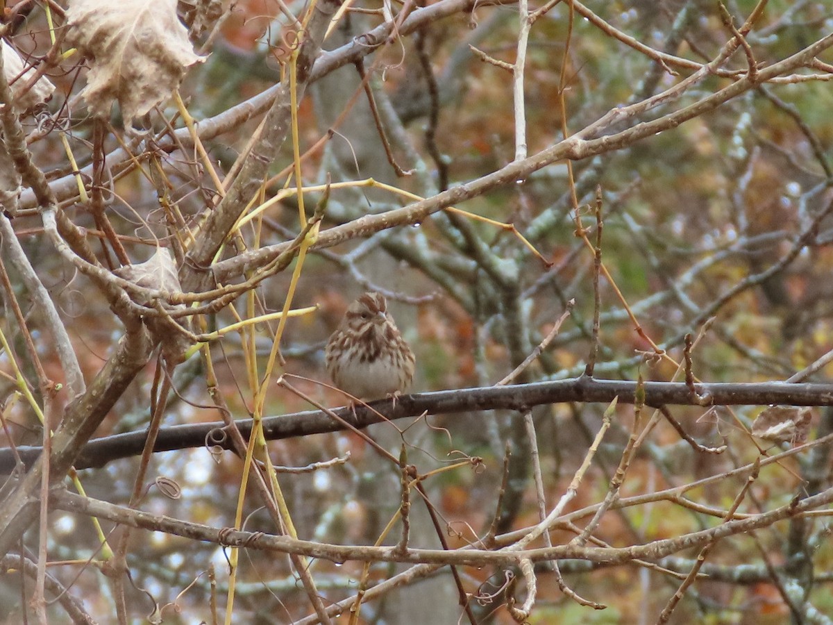 Певчая овсянка - ML645173778