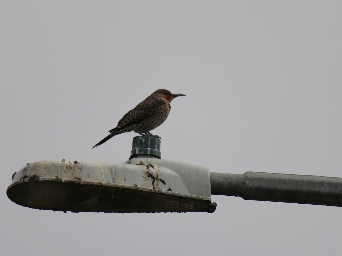 Шилоклювый дятел - ML645173779