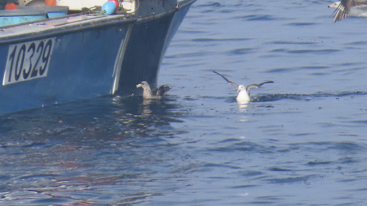 Глупыш - ML645173782