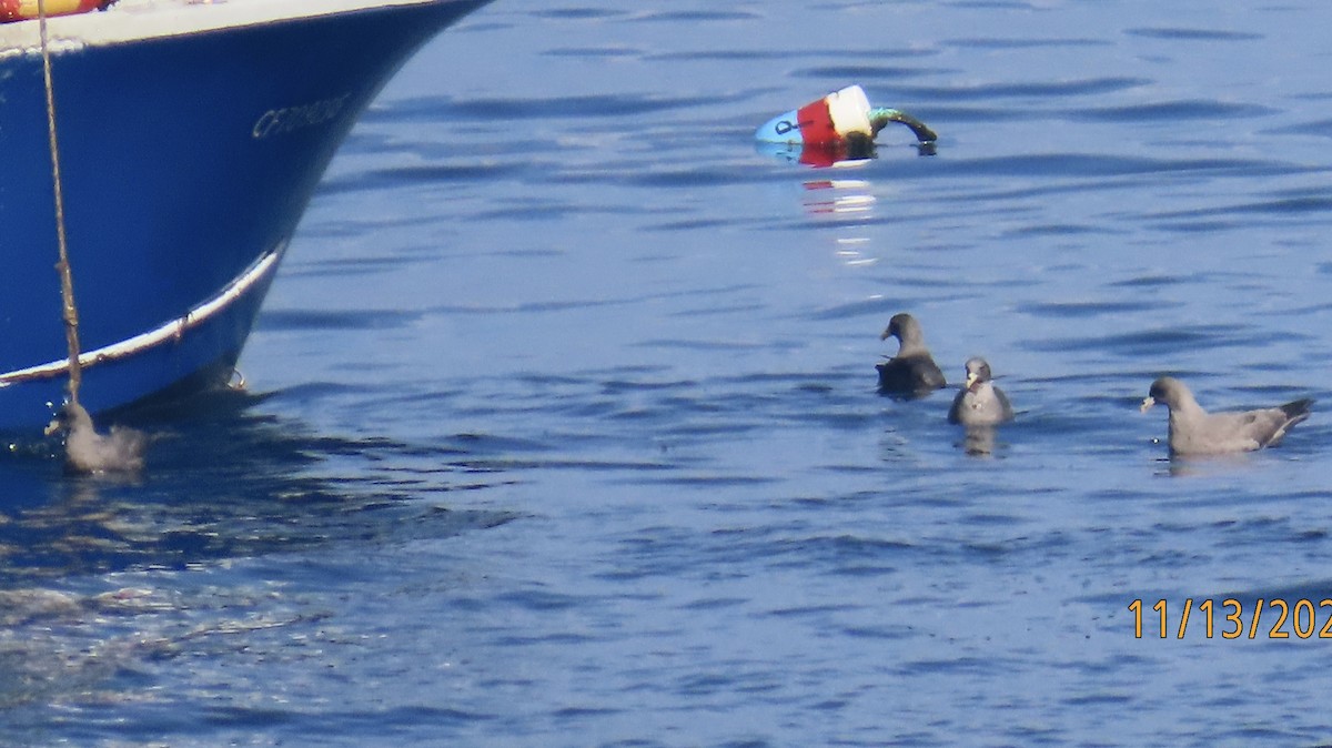 Глупыш - ML645173783