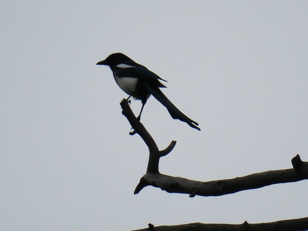 Черноклювая сорока - ML645173785