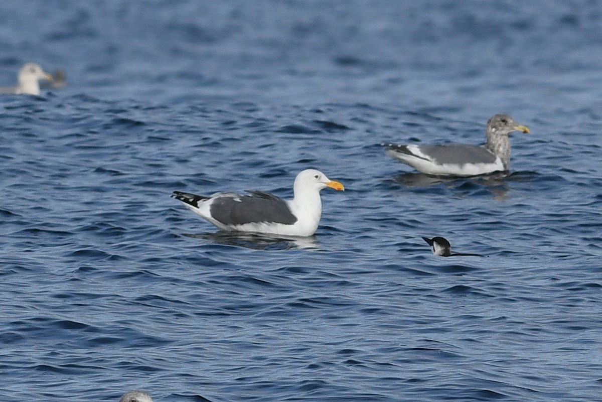 アメリカオオセグロカモメ - ML645173786