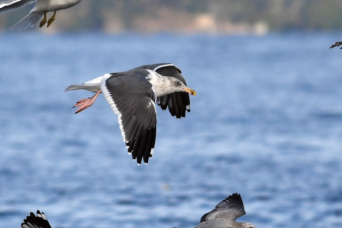 アメリカオオセグロカモメ - ML645173787