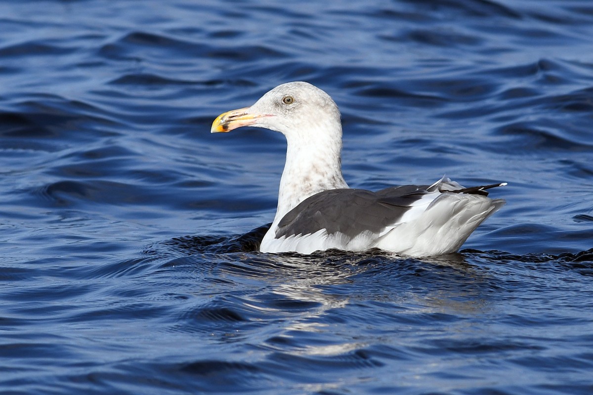 アメリカオオセグロカモメ - ML645173788