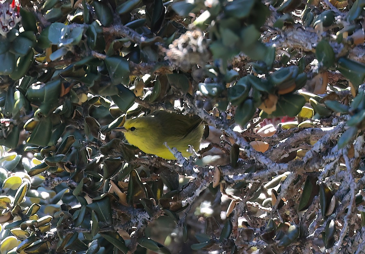 Жёлтая алауахио - ML645173789