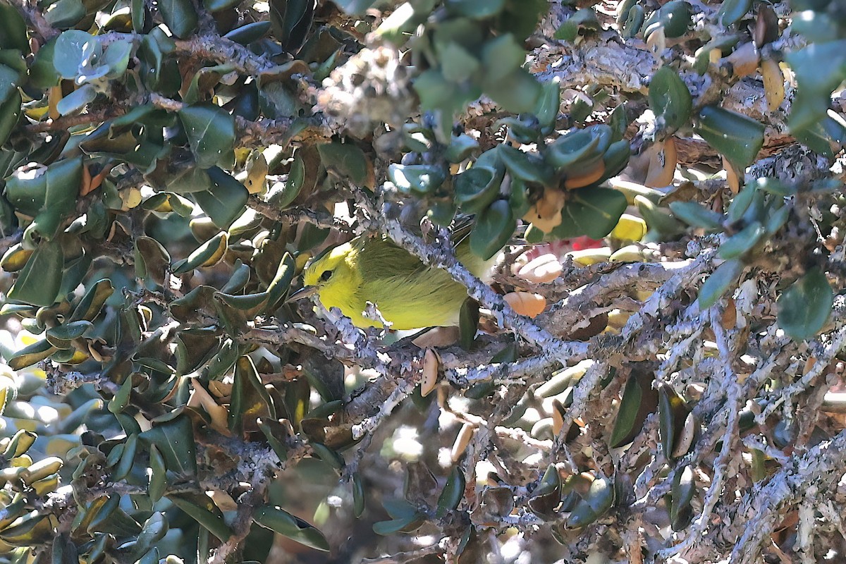 Жёлтая алауахио - ML645173790