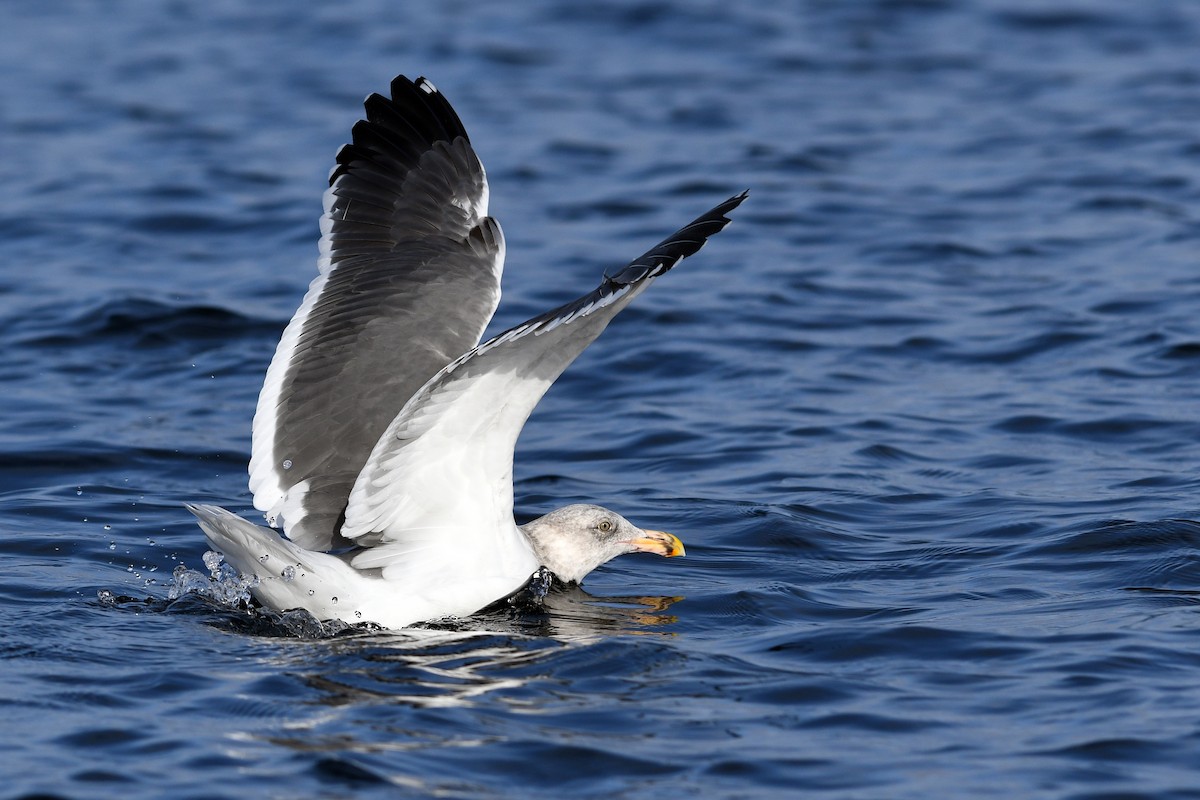 アメリカオオセグロカモメ - ML645173792