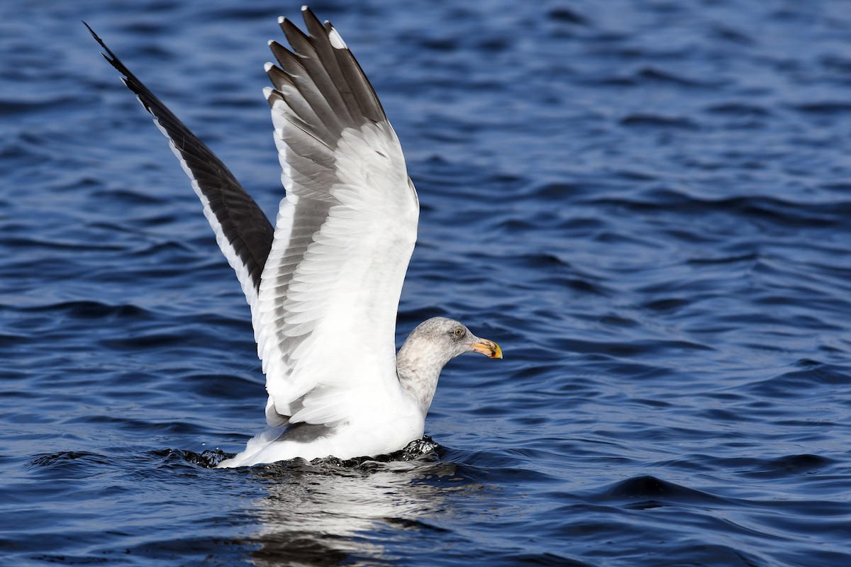 アメリカオオセグロカモメ - ML645173793