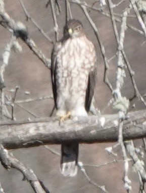 Куперов ястреб - ML645173794