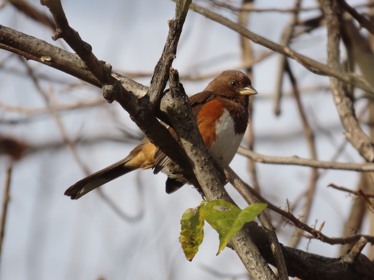 Красноглазый тохи - ML645173795