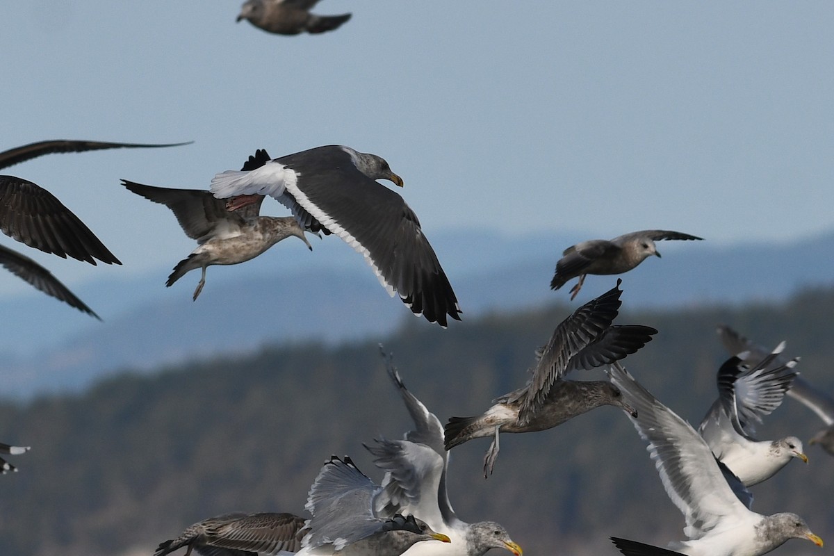 アメリカオオセグロカモメ - ML645173797