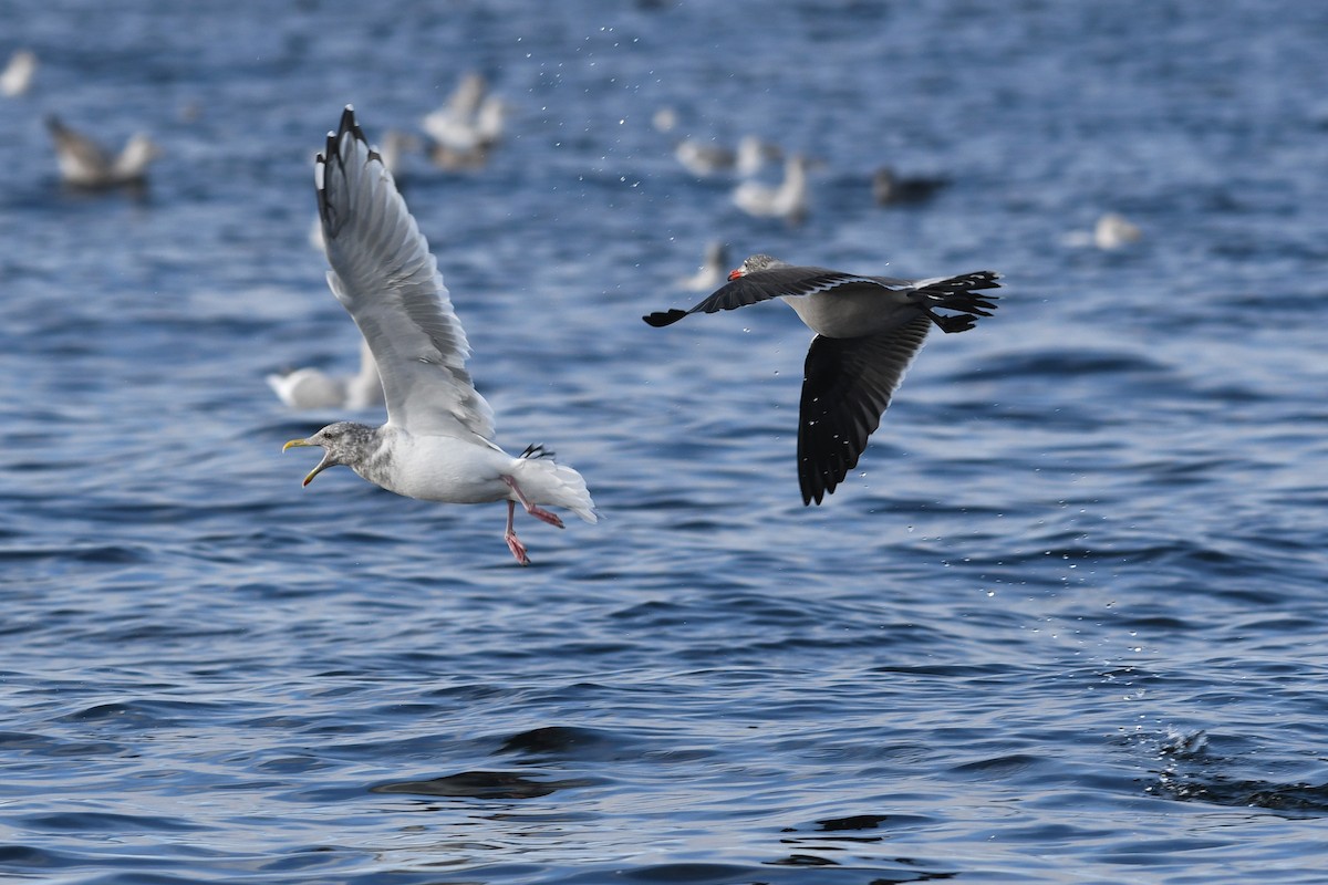Серобрюхая чайка - ML645173798