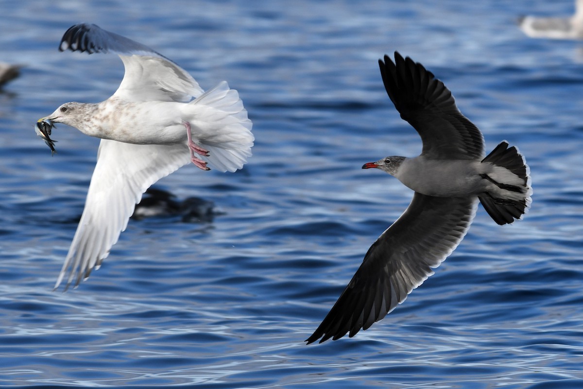 Серобрюхая чайка - ML645173799