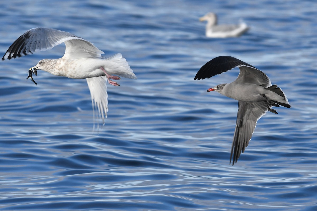 Серобрюхая чайка - ML645173800