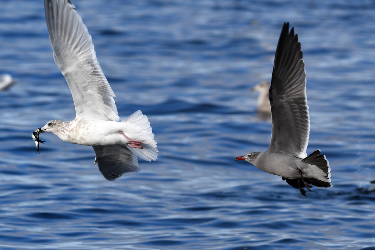 Серобрюхая чайка - ML645173801