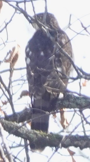 Куперов ястреб - ML645173802