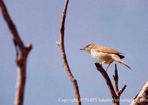 סבכי קוצים - ML645173803