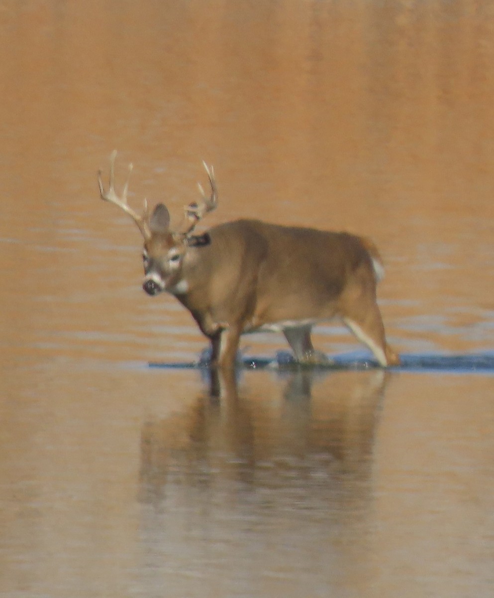 Animals - ML645173808