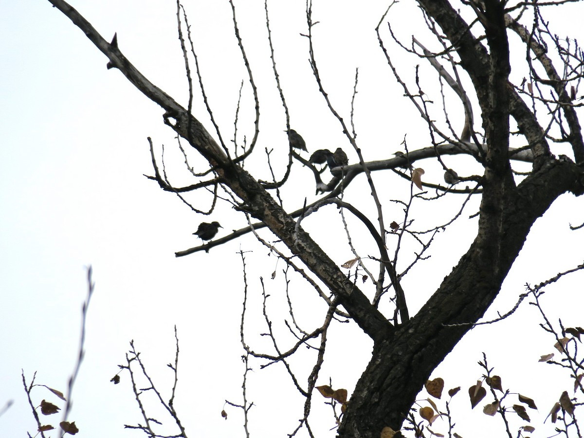 European Starling - ML645173809