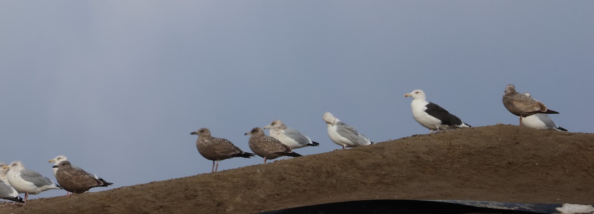 Great Black-backed Gull - ML645173822