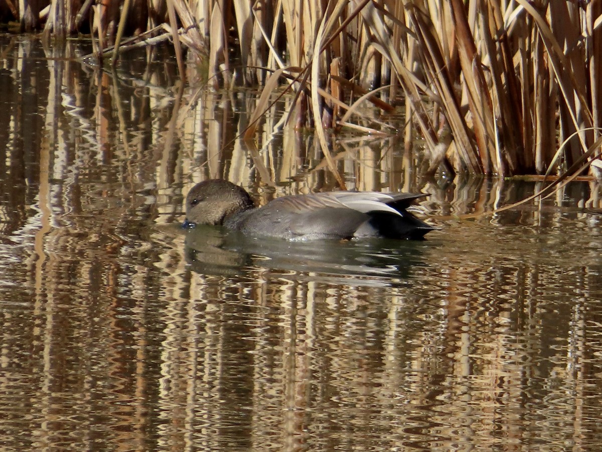 Ánade Friso - ML645173832