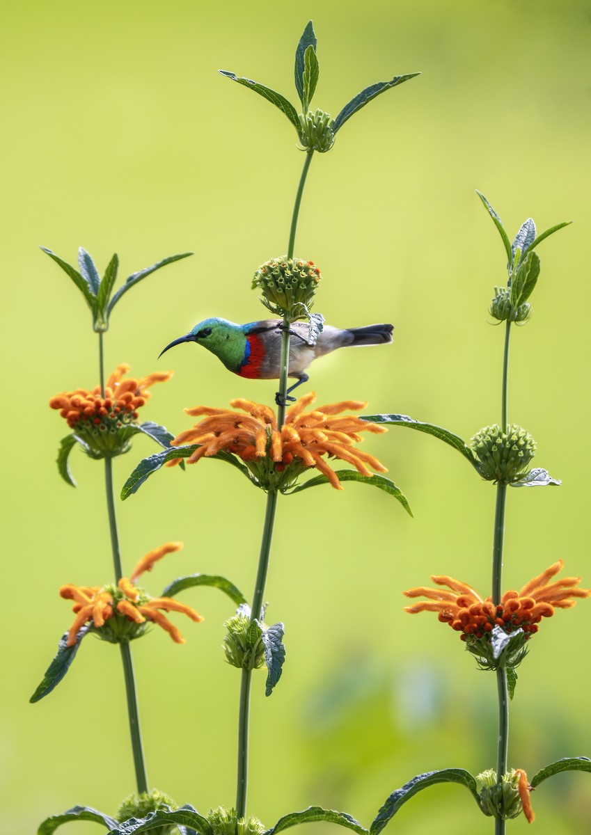 Southern Double-collared Sunbird - ML645173841