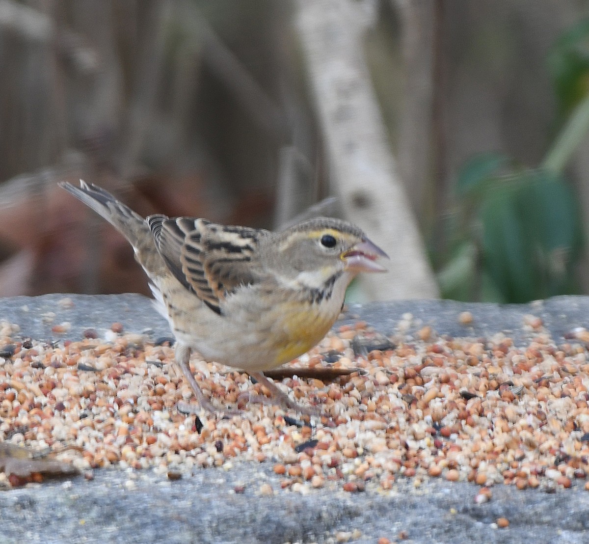 Dickcissel - ML645173844