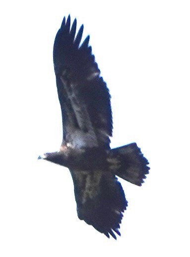 Bald Eagle - ML645173847