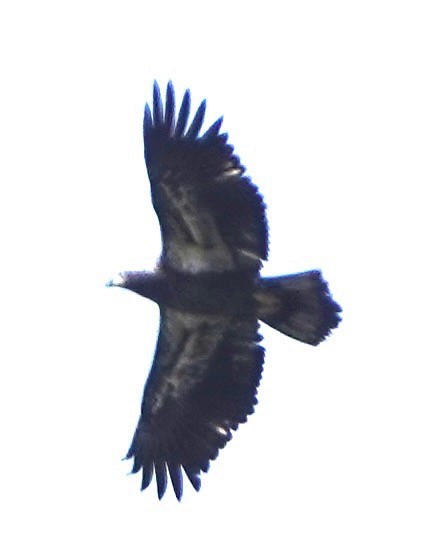 Bald Eagle - ML645173848