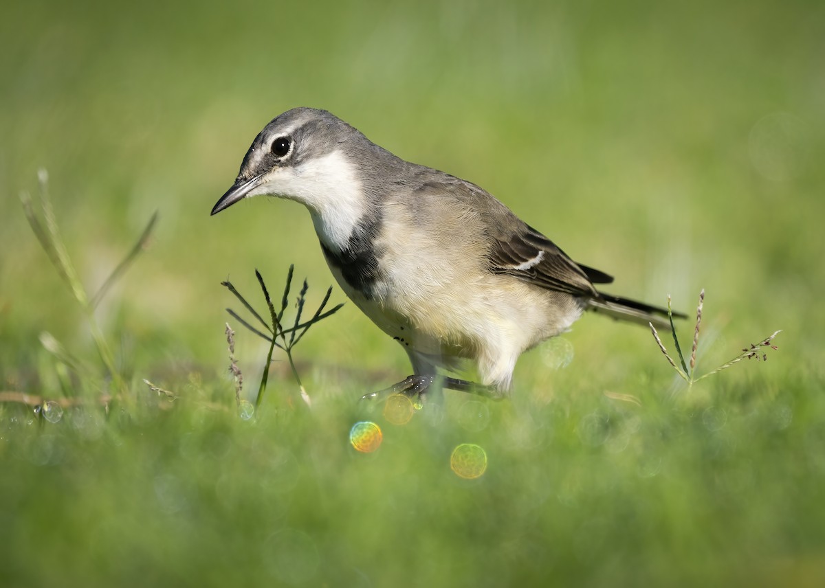 Cape Wagtail - ML645173856