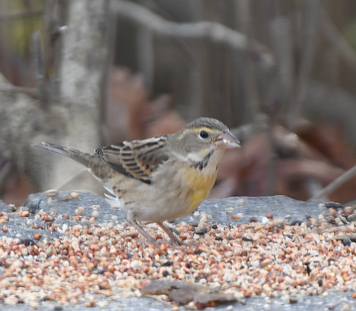 Dickcissel - ML645173863