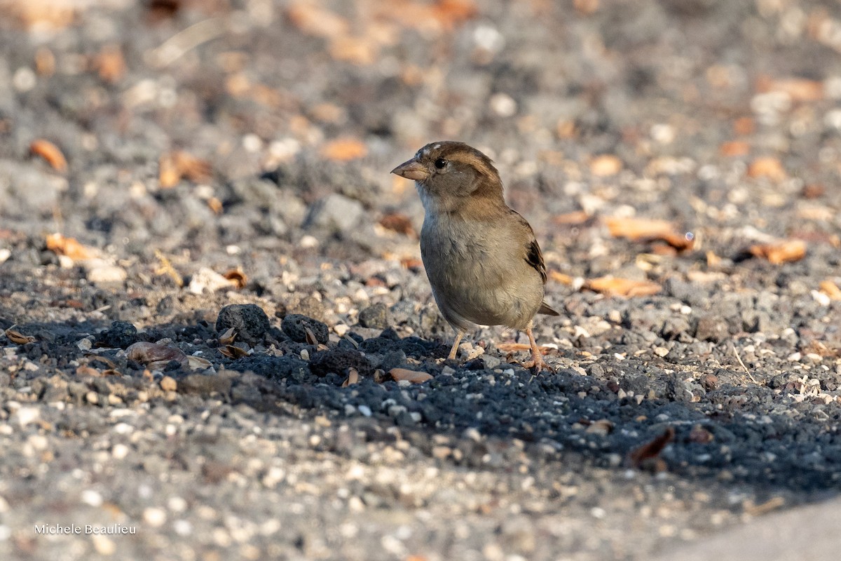 דרור הבית - ML645173867