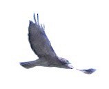 Broad-winged Hawk - ML645173884