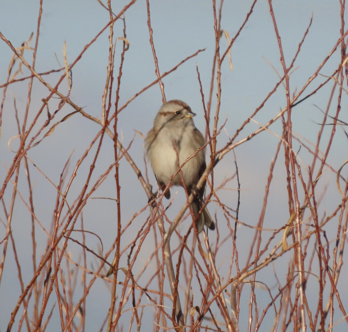 strnádka pokřovní - ML645173891