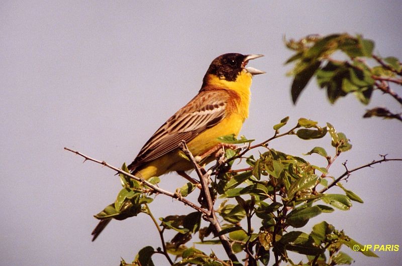 גיבתון שחור-ראש - ML645173897