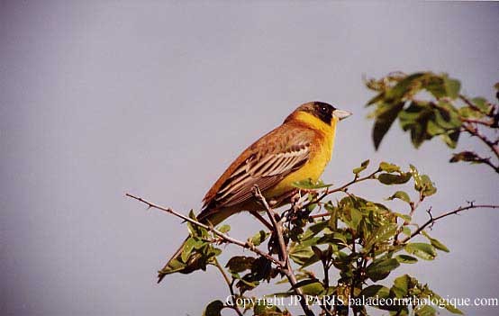 גיבתון שחור-ראש - ML645173898