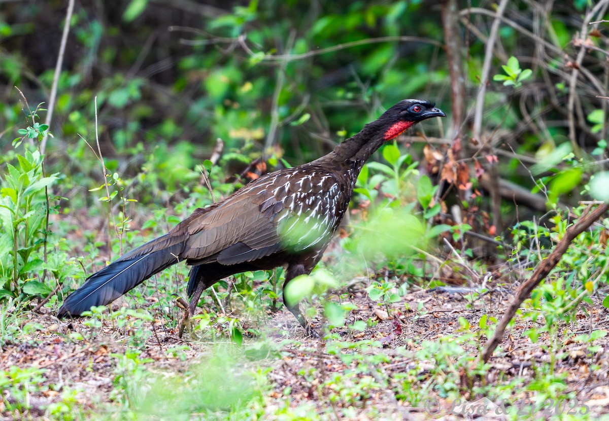 guan bolívijský - ML645173900