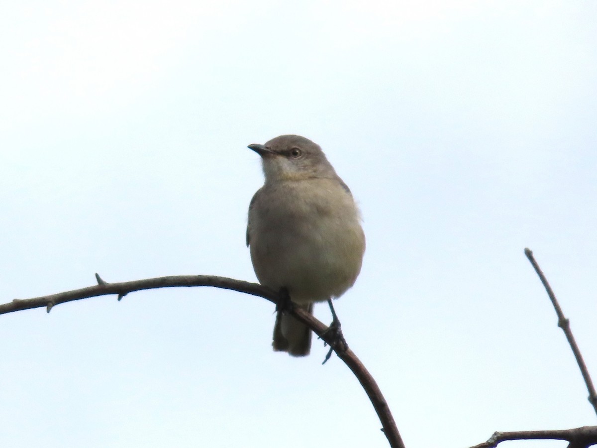 Пересмішник багатоголосий - ML645173902