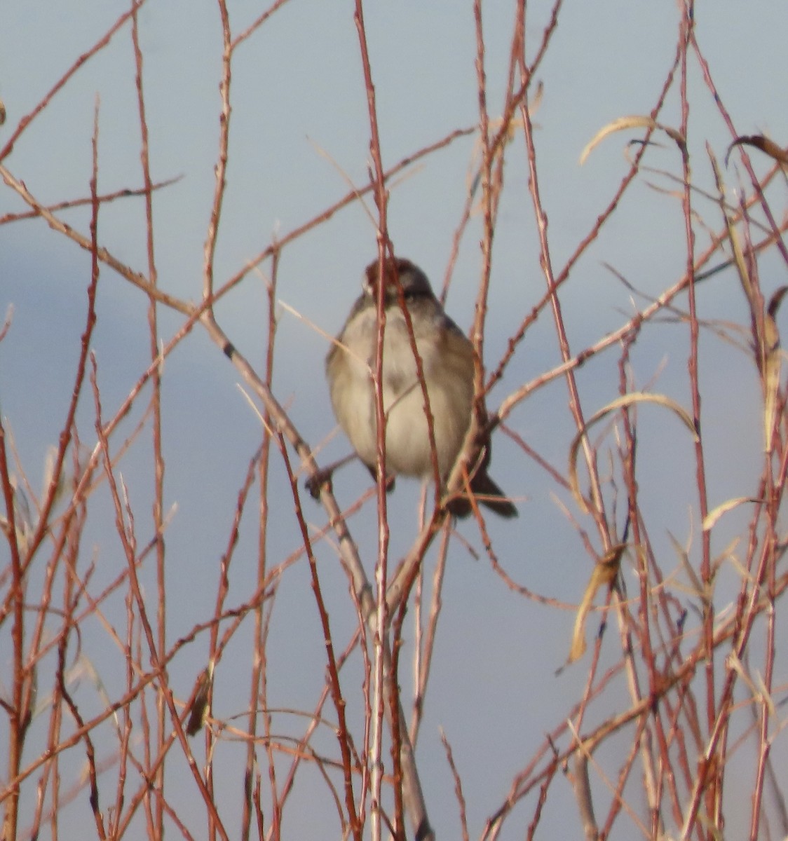 strnádka pokřovní - ML645173903