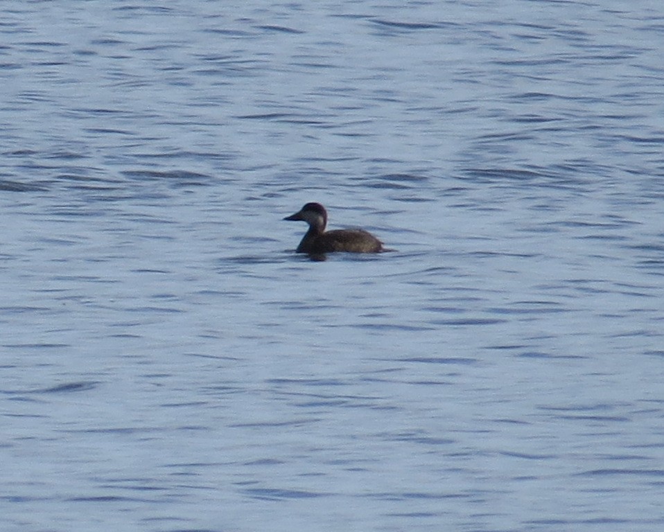 Black Scoter - ML645173918