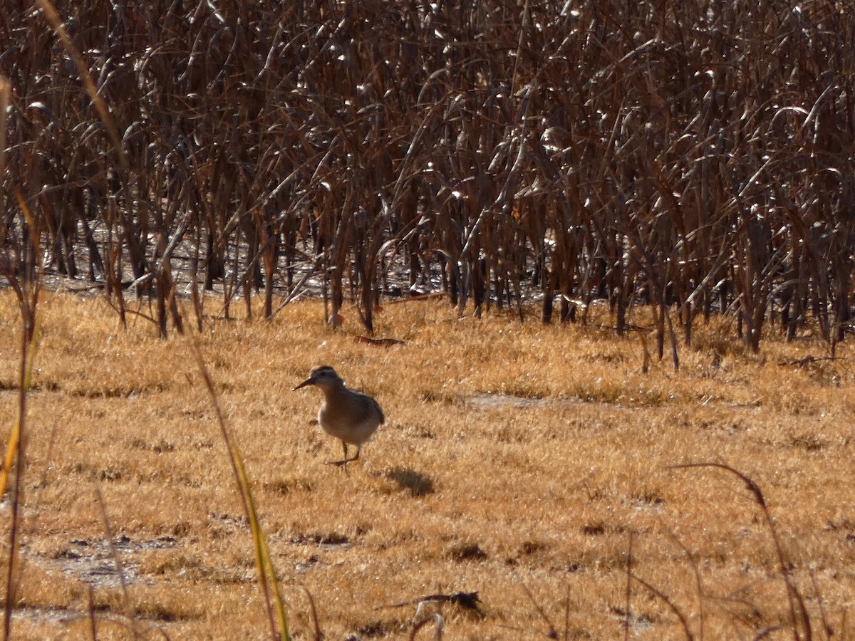 Sharp-tailed Sandpiper - ML645173930