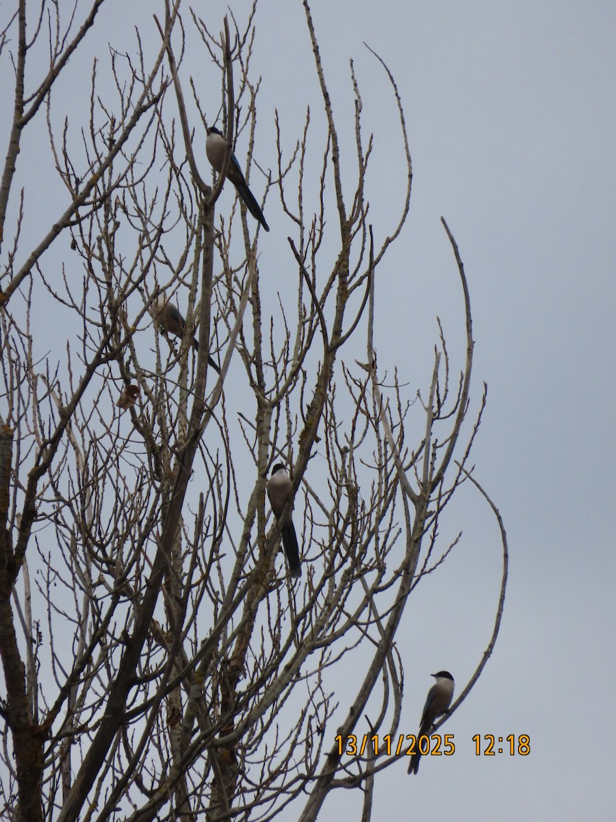 Иберийская сорока - ML645173952