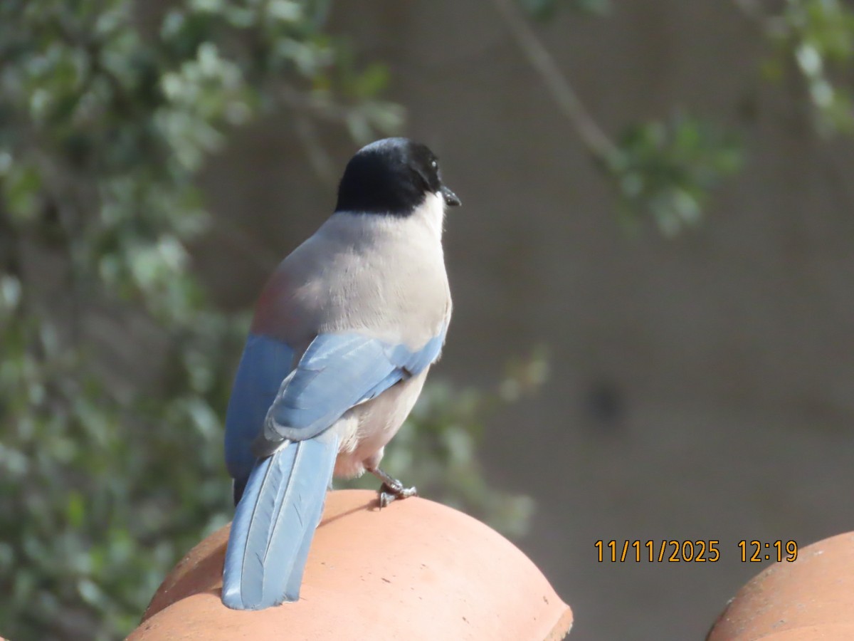 Иберийская сорока - ML645173953