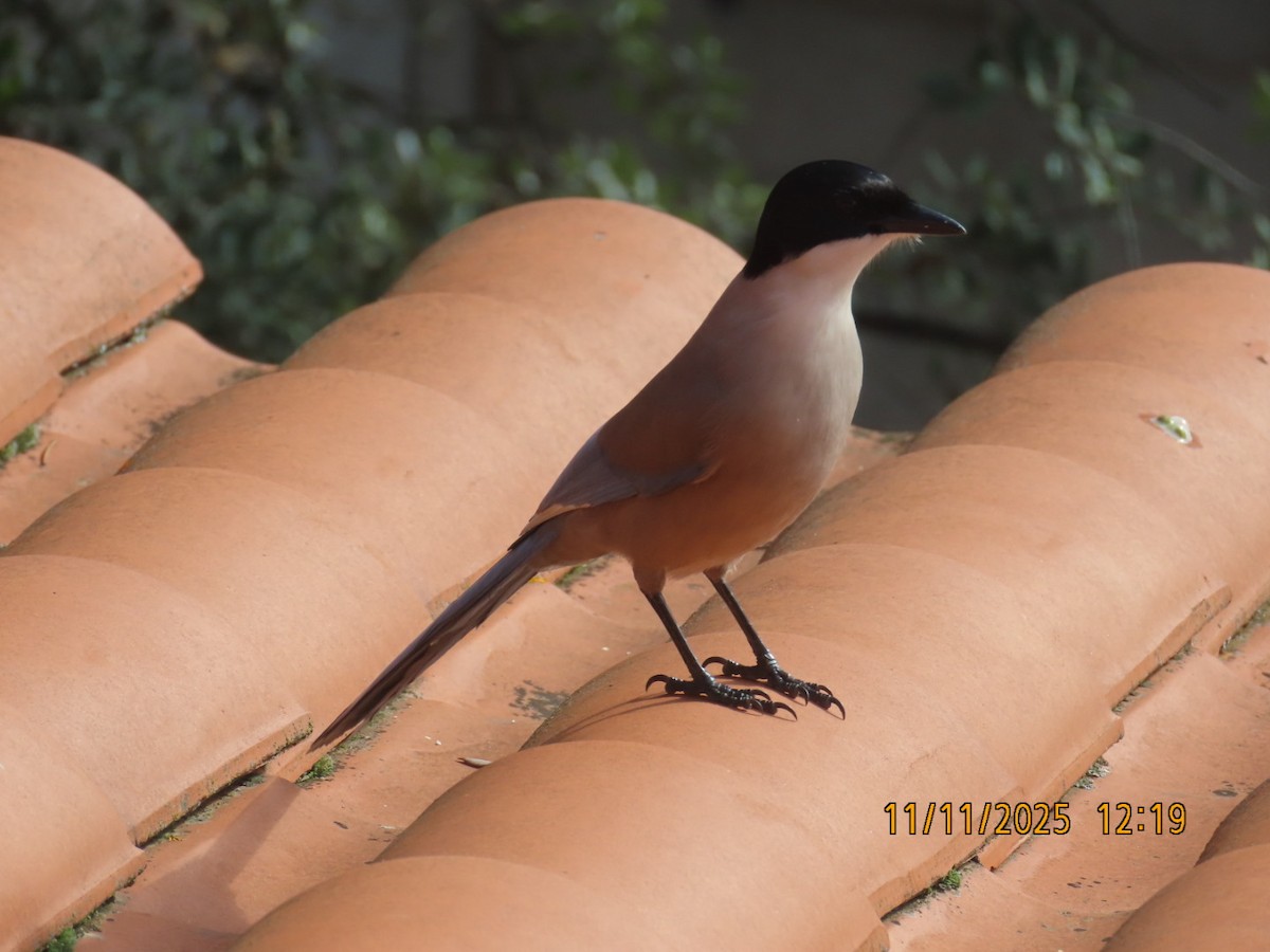 Иберийская сорока - ML645173954