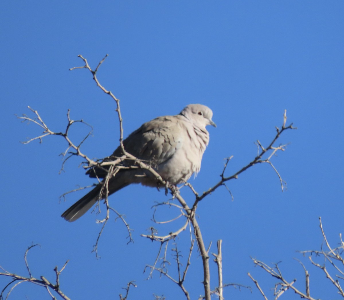 hrdlička zahradní - ML645173956