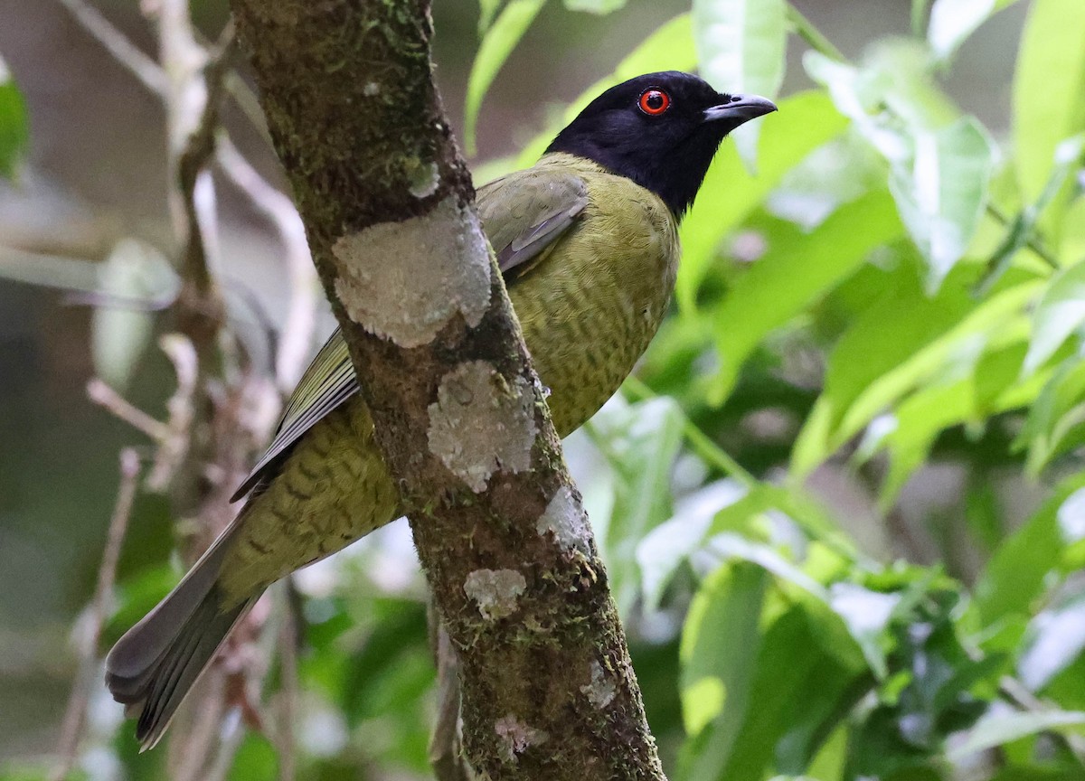 Black-headed Berryeater - ML645173981