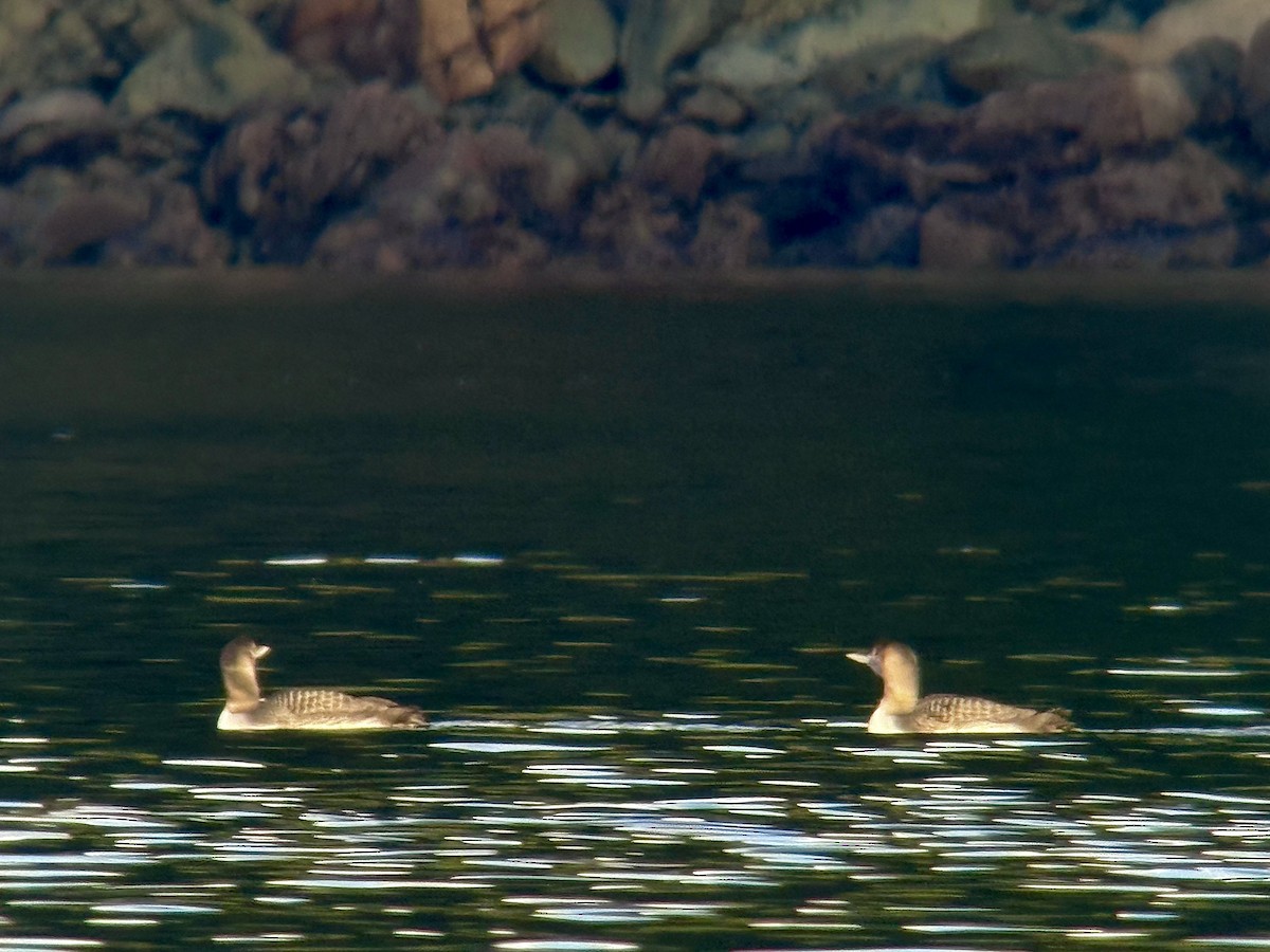 Strolaga beccogiallo - ML645173985